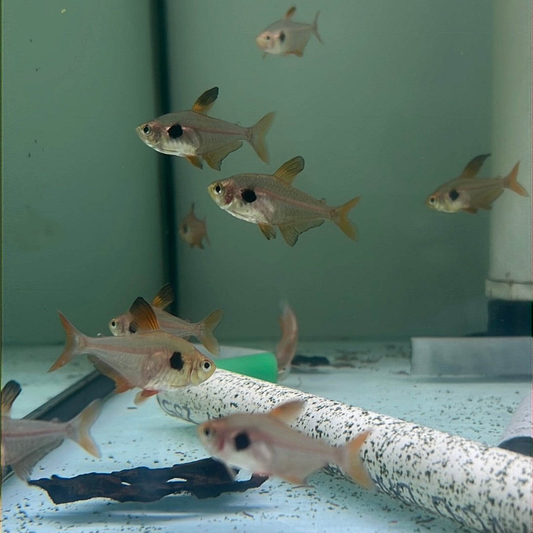 Red Phantom Tetra (Hyphessobrycon sweglesi)