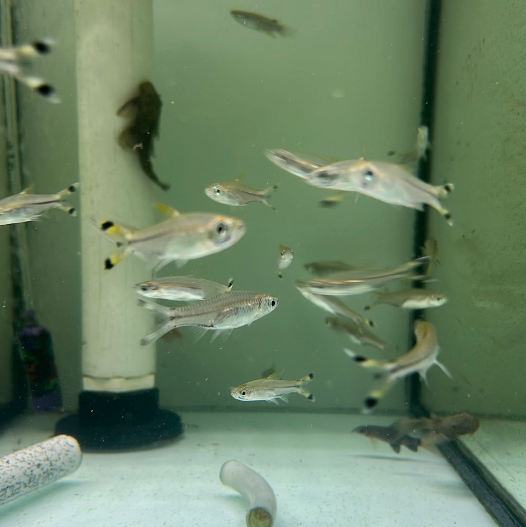Scissor tail Rasbora (Rasbora trilineata)