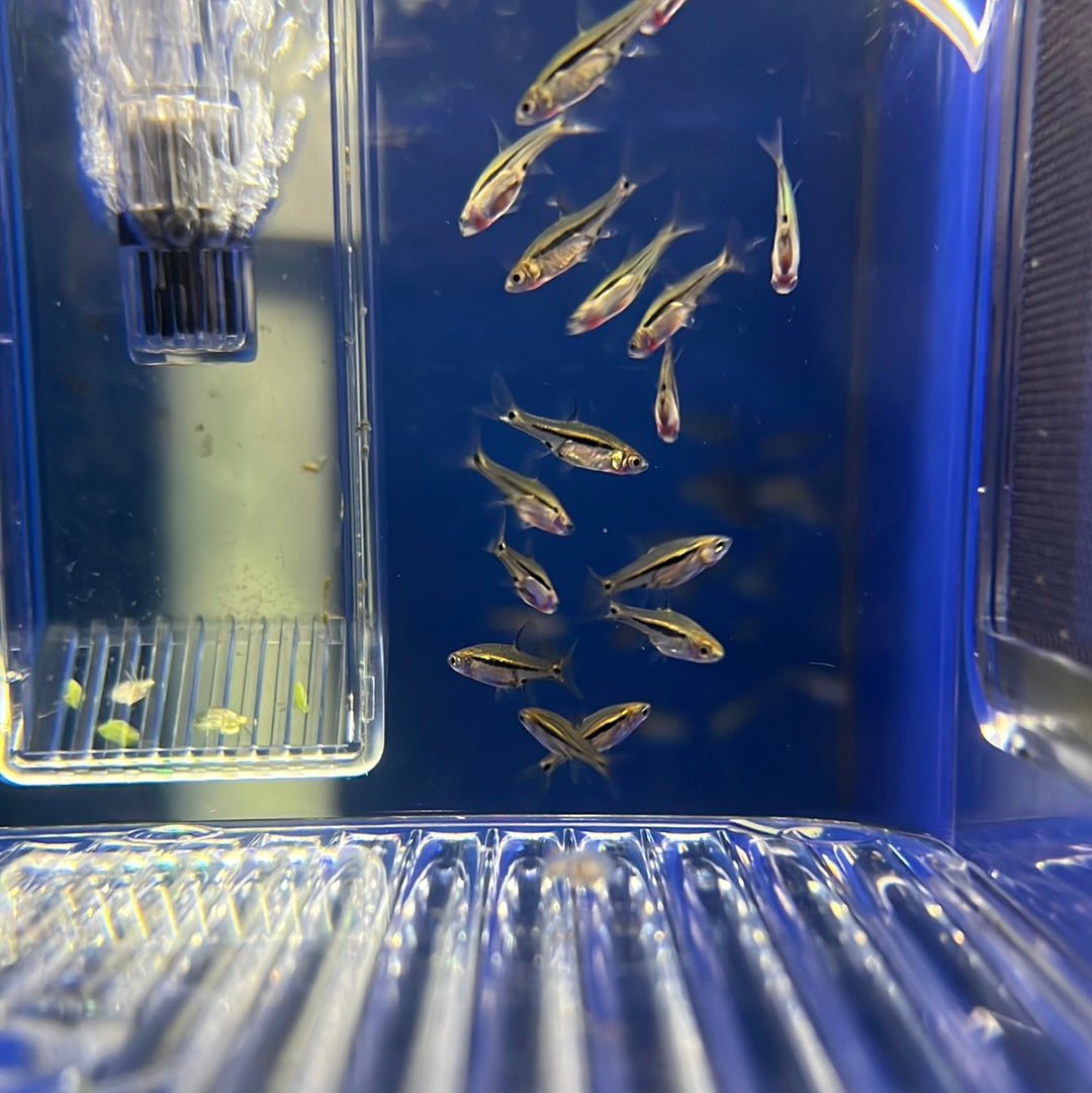Blue Line Rasbora (Rasbora sarawakensis)