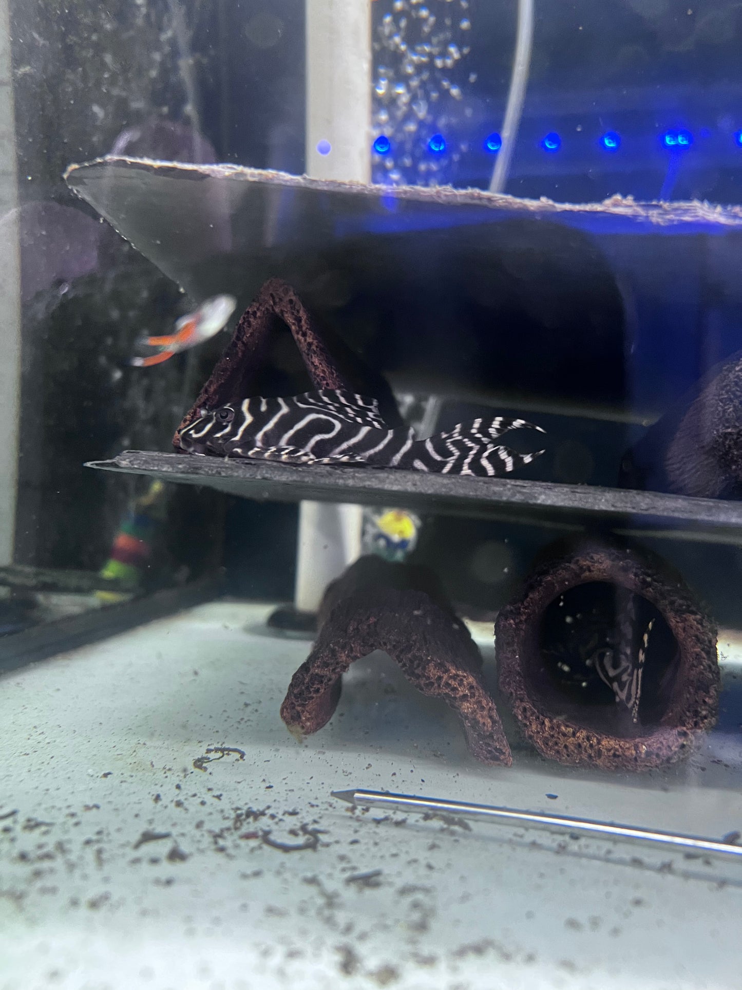 L236 Mega Clown Pleco (Hypancistrus sp.)