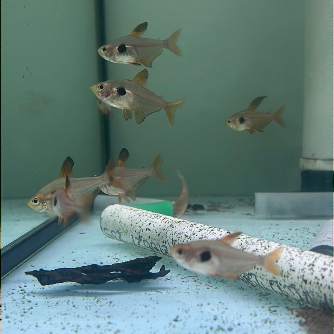 Red Phantom Tetra (Hyphessobrycon sweglesi)