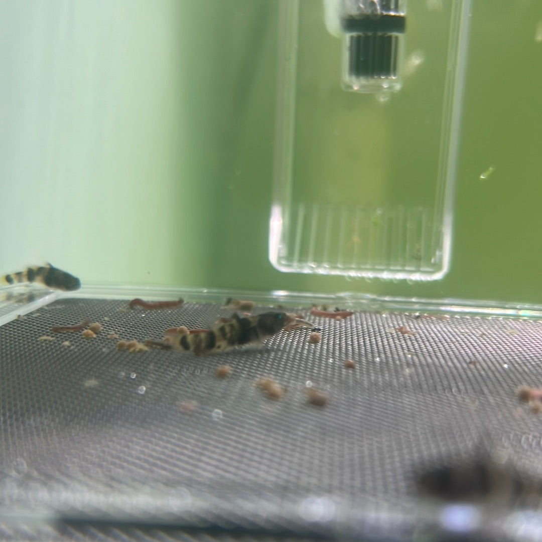 Burmese Spotted Bumblebee Goby (Brachygobius xanthomelas)
