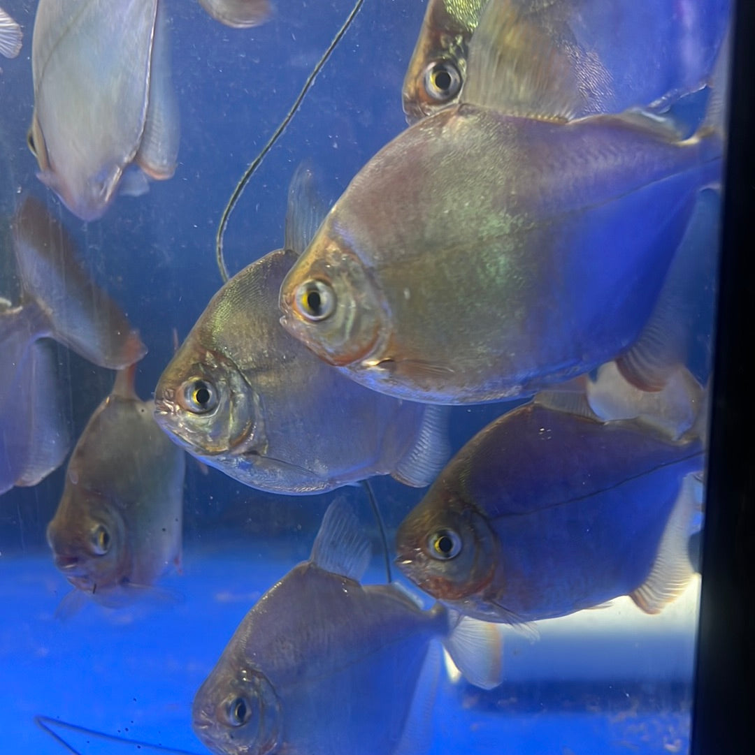 Silver Dollar (Metynnis spp)