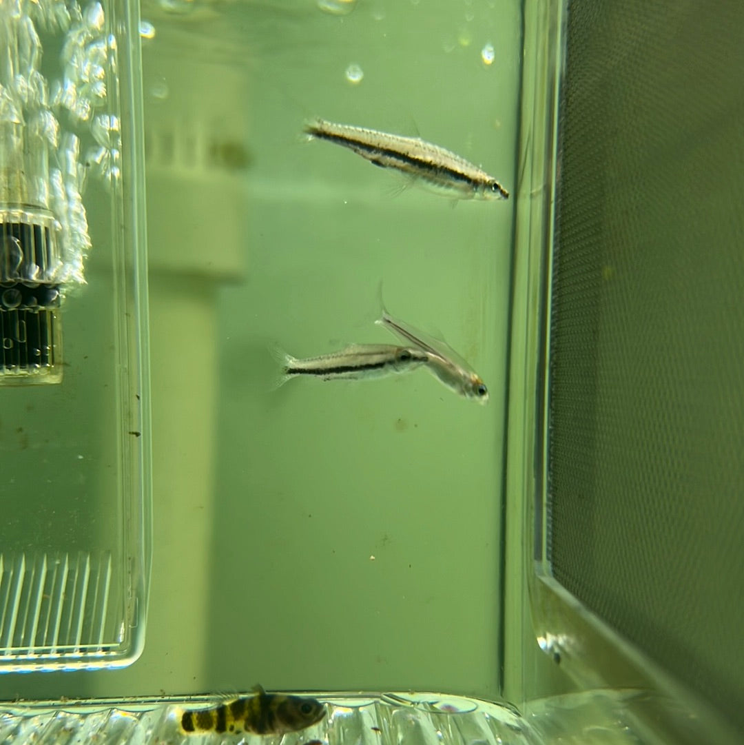 Twin Stripe PencilFish (Nannostomus digrammus)