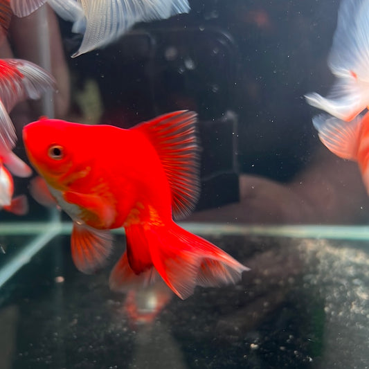 Assorted Ryukin Goldfish (Carassius Auratus)