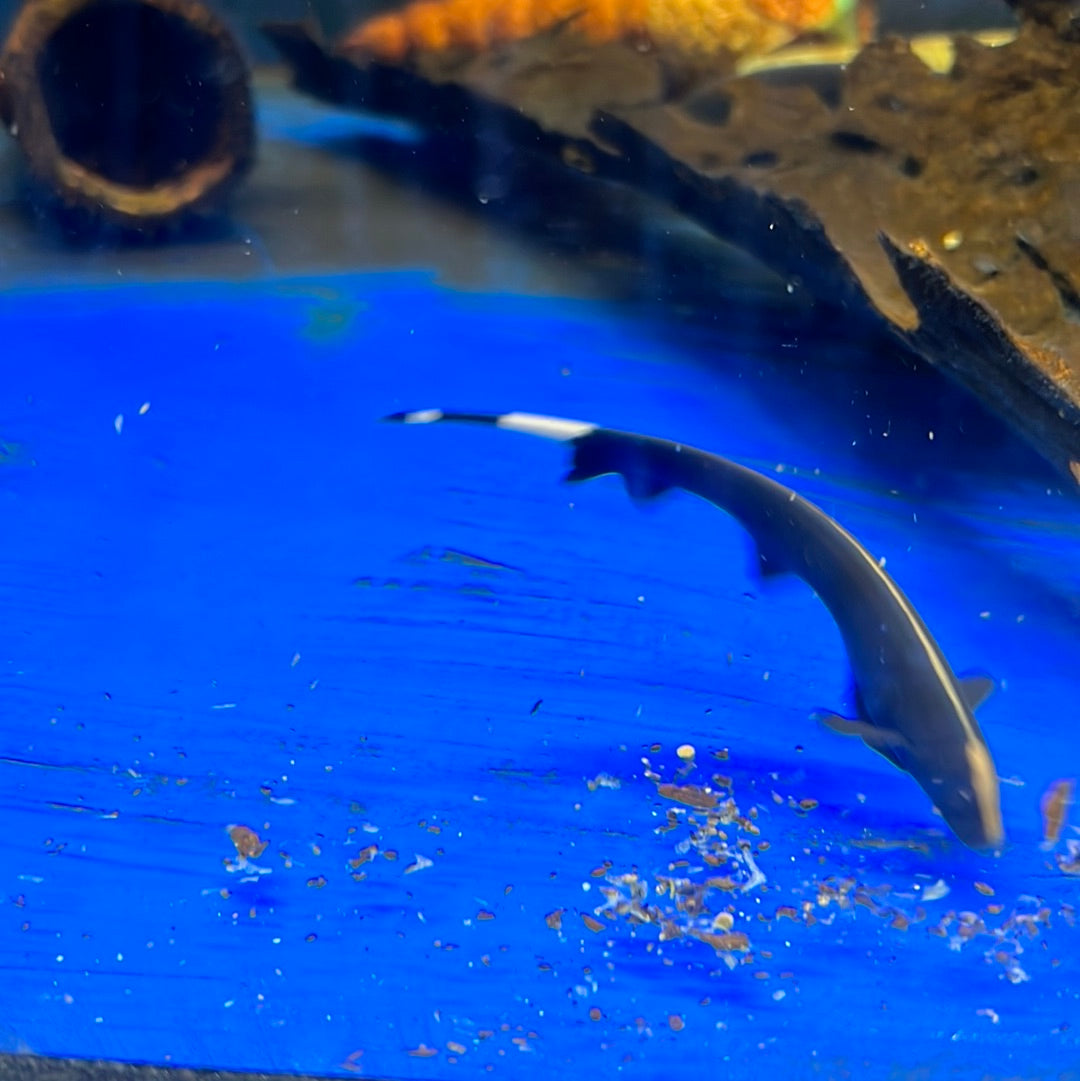 Black Ghost Knife (Apteronotus albifrons)(Meta River Wild)