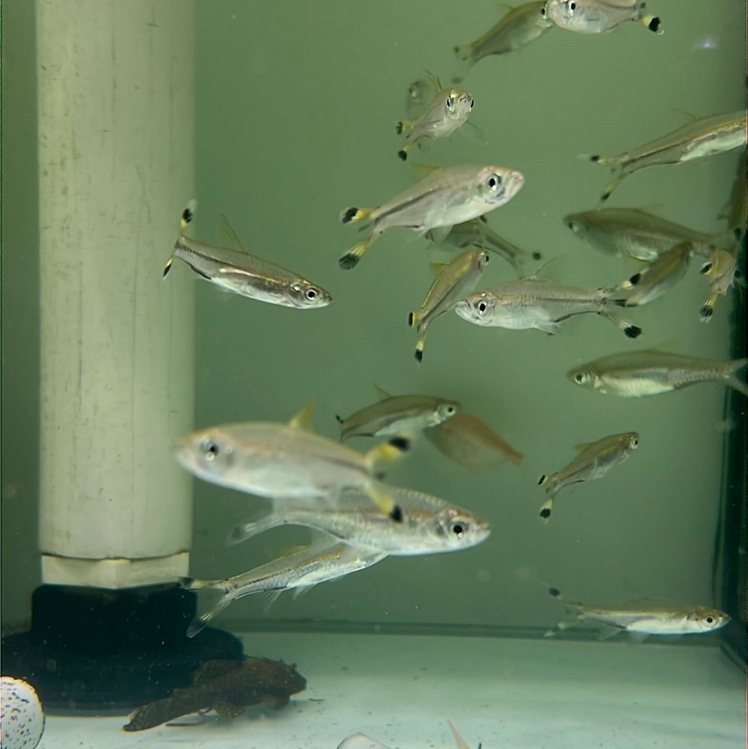 Scissor tail Rasbora (Rasbora trilineata)