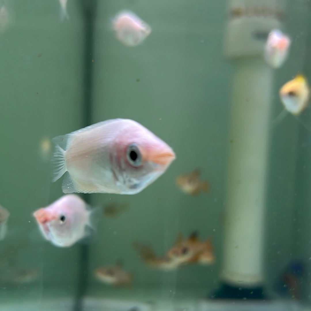 Pink Kissing Gourami (Helostoma temminkii)