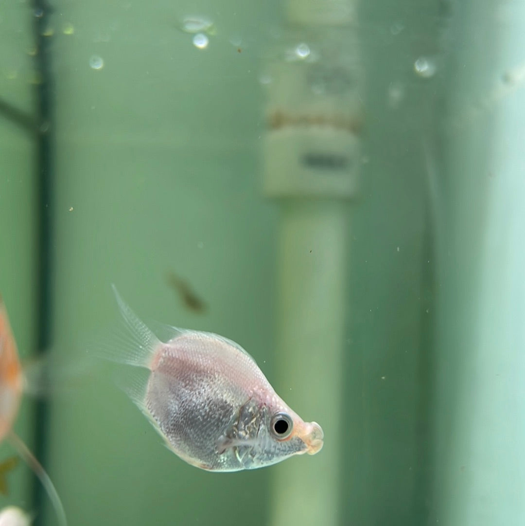 Balloon Pink Kissing Gourami (Helostoma temminkii)