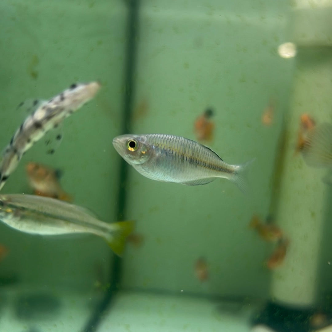 Black-Banded Rainbow (Melanotaenia nigrans)