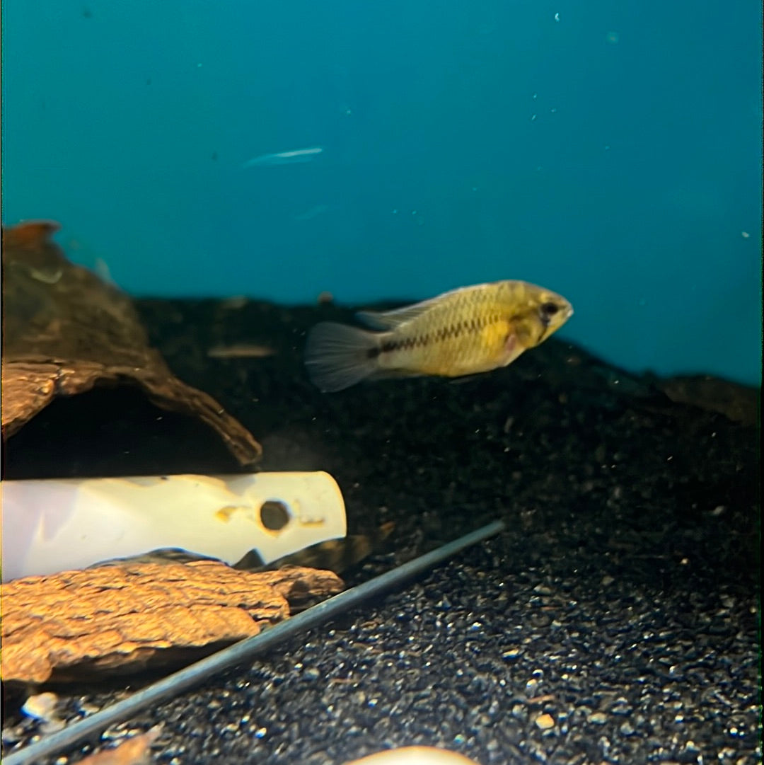 Apistogramma Borelli (Apistogramma borellii "yellow blue”)