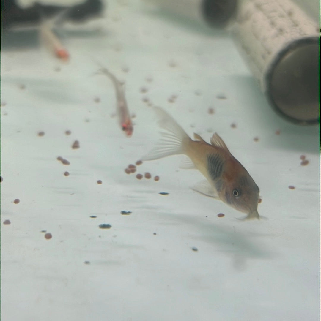 Venezuelan Orange Corydoras (Corydoras aeneus "Venezuela")
