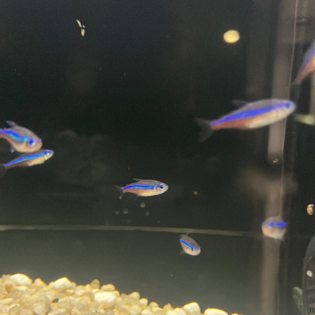 Green Neon Tetra (Hyphessobrycon simulans)