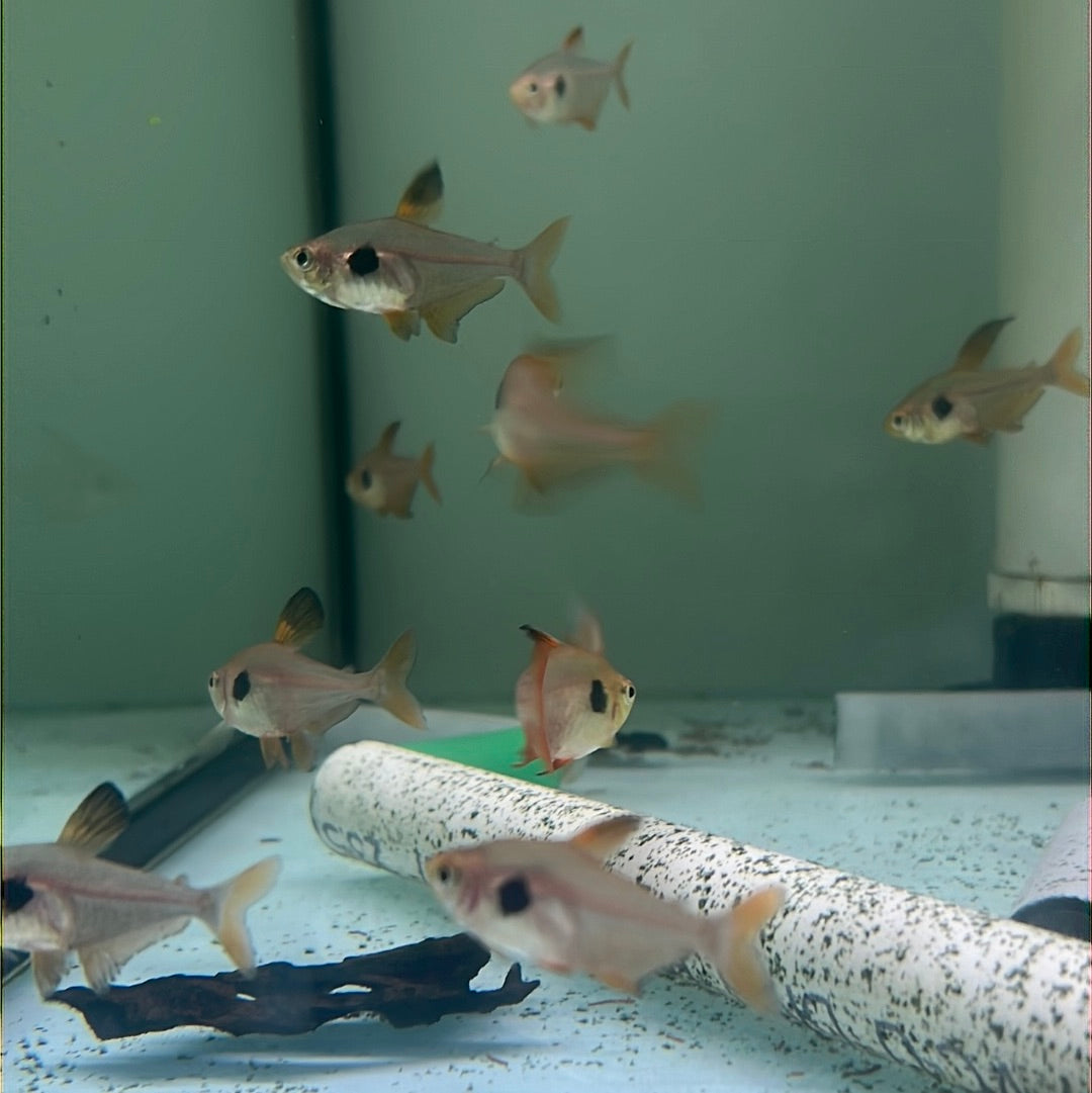 Red Phantom Tetra (Hyphessobrycon sweglesi)