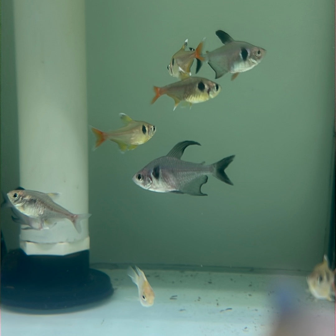 Black Phantom Tetra (Hyphessobrycon megalopterus)