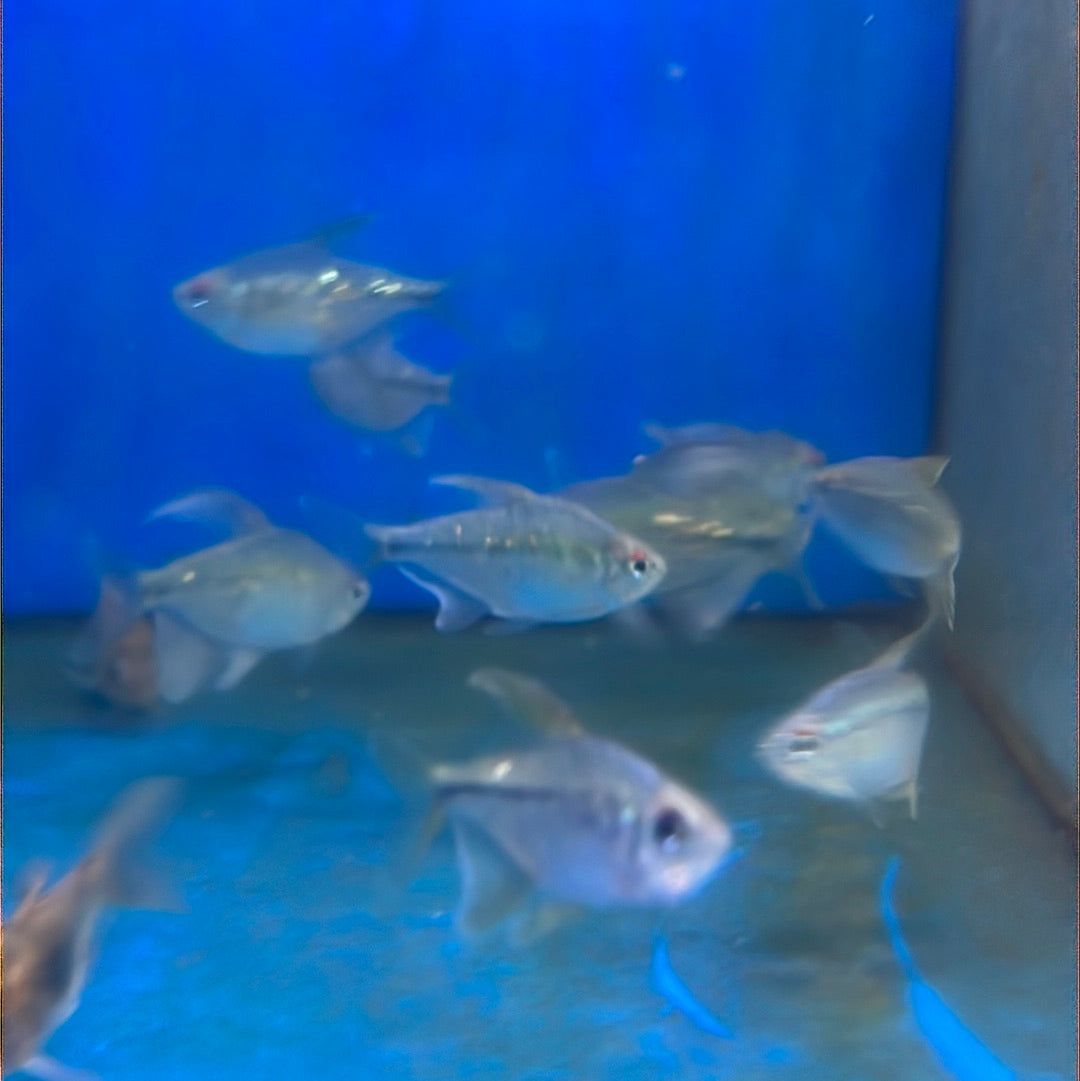 Diamond Tetra (Moenkhausia pitteri)