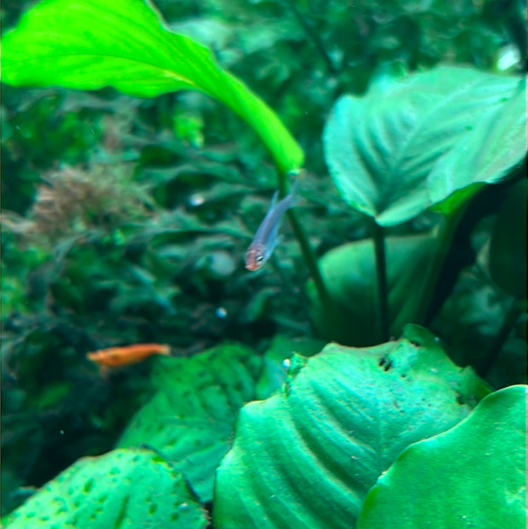Burmese Rummy Nose Tetra (Sawbwa resplendens )