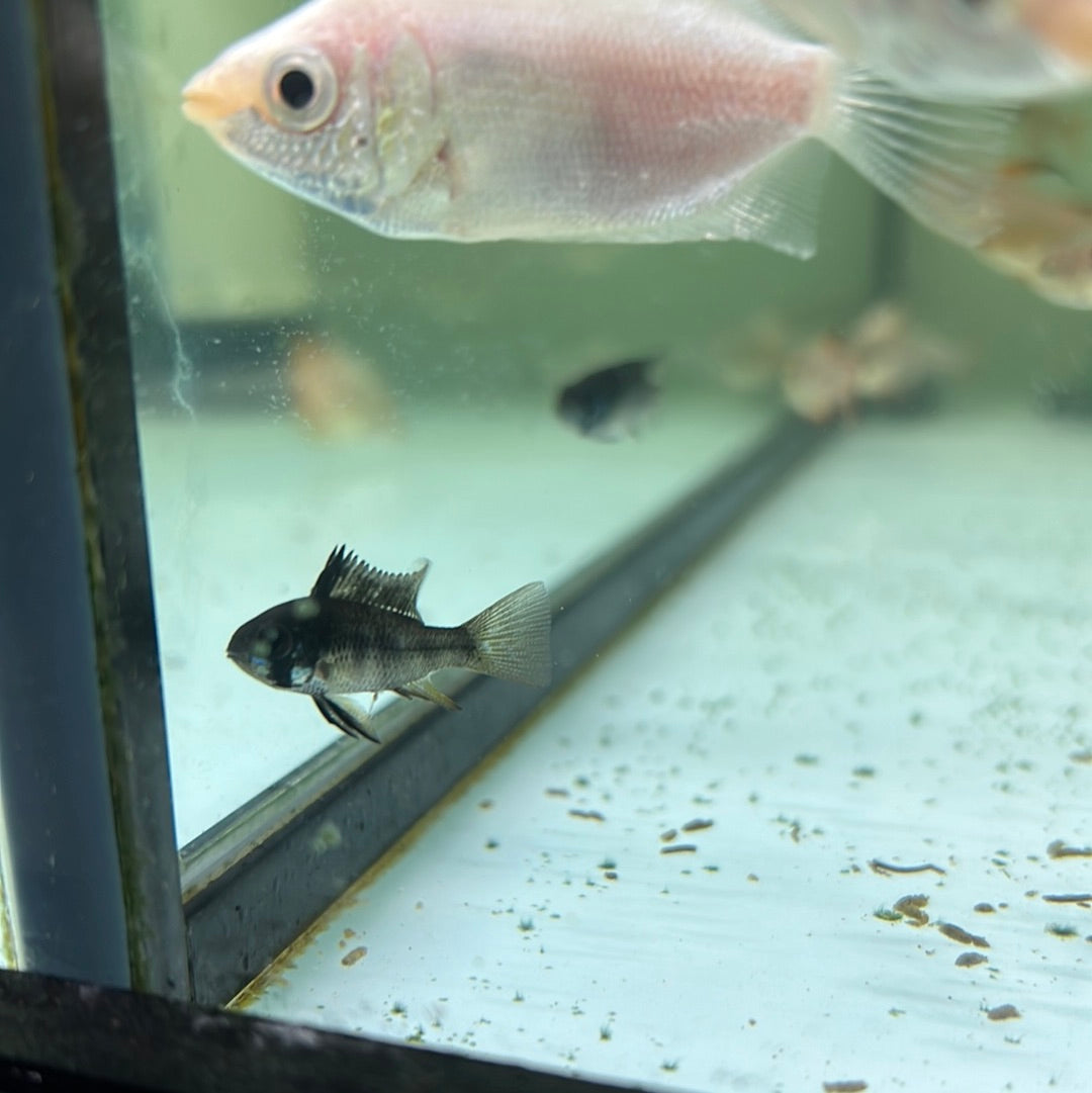 Black Rams (Mikrogeophagus ramirezi)