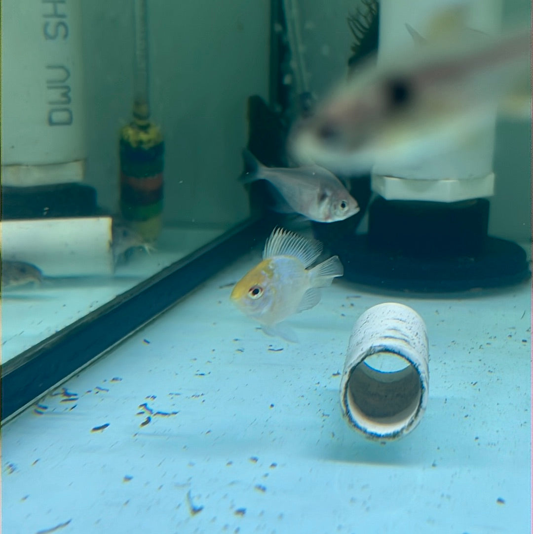 Gold Head Electric Blue Rams (Mikrogeophagus ramirezi)