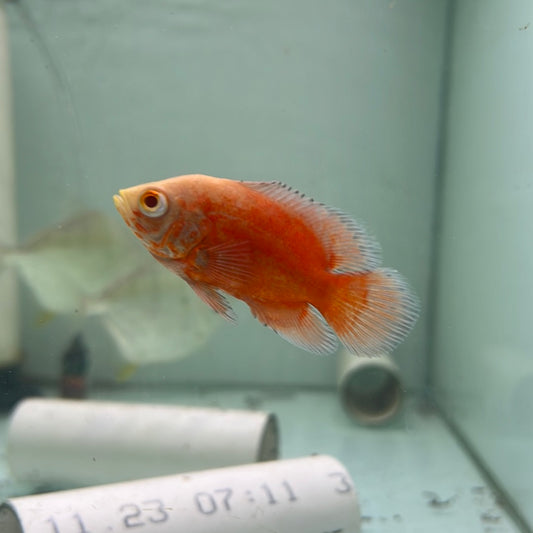 Albino Red Chilli Oscar (Astronotus ocellatus)