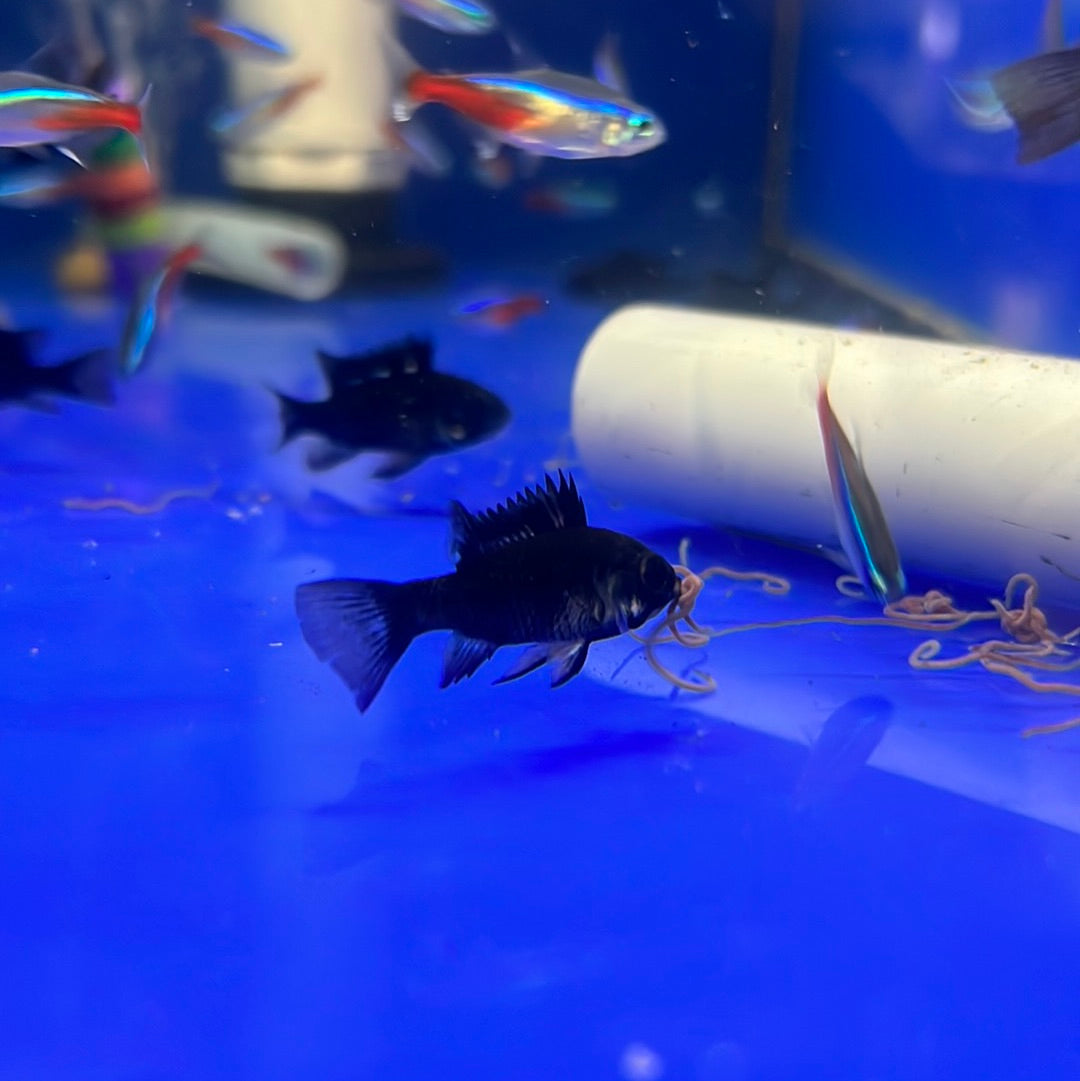 Midnight Black Rams (Mikrogeophagus ramirezi)