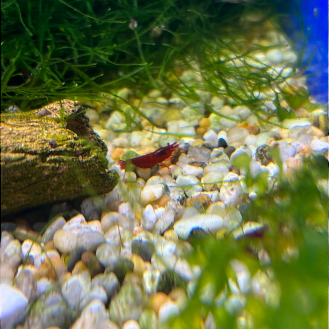 Cherry Shrimp (Neocaridina davidi)