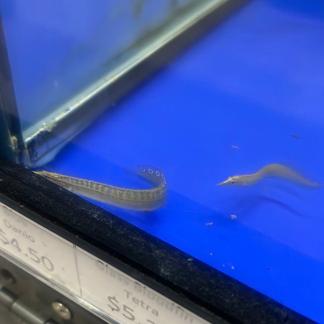 Spiney EEL (Macrognathus aculeatus)