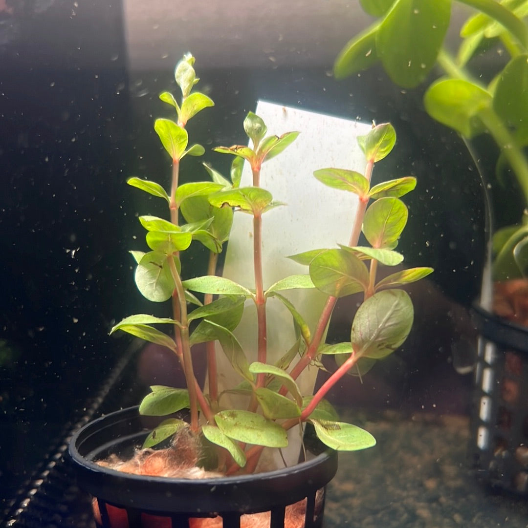 Rotala sp. Vietnam H'ra p097A