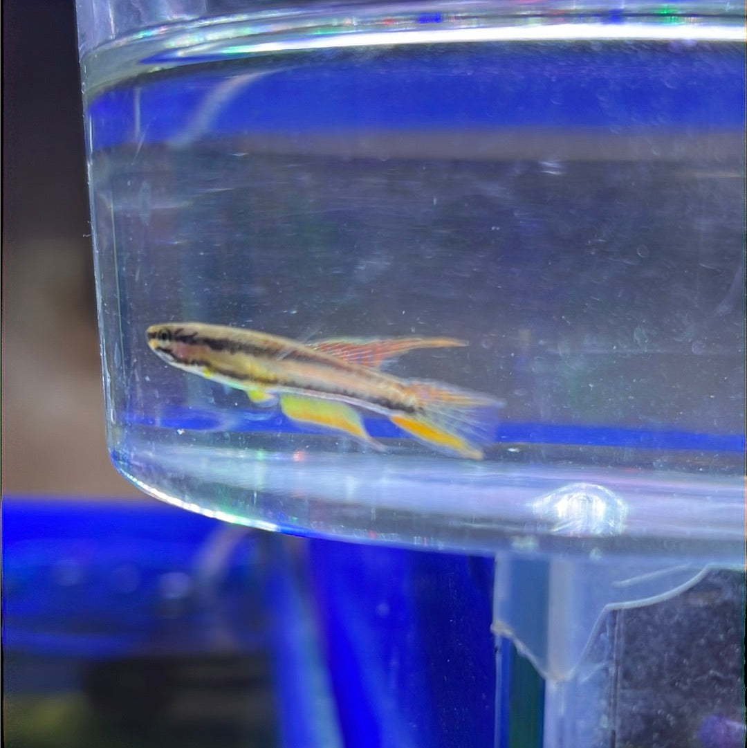 Aphyosemion bivittatum agbowa (Aphyosemion Bivittatum)