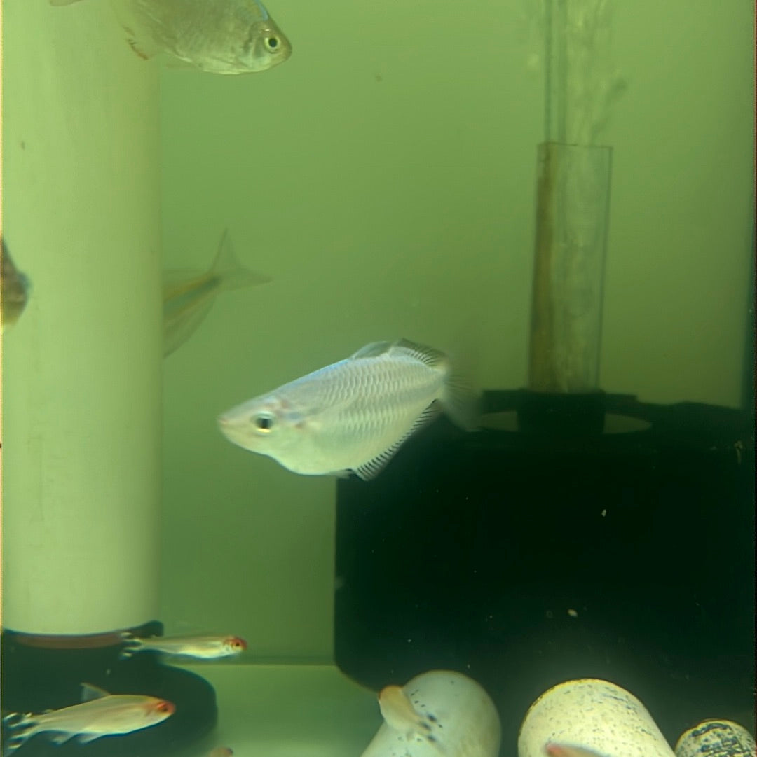 Turquoise Rainbow (Melanotaenia lacustris)