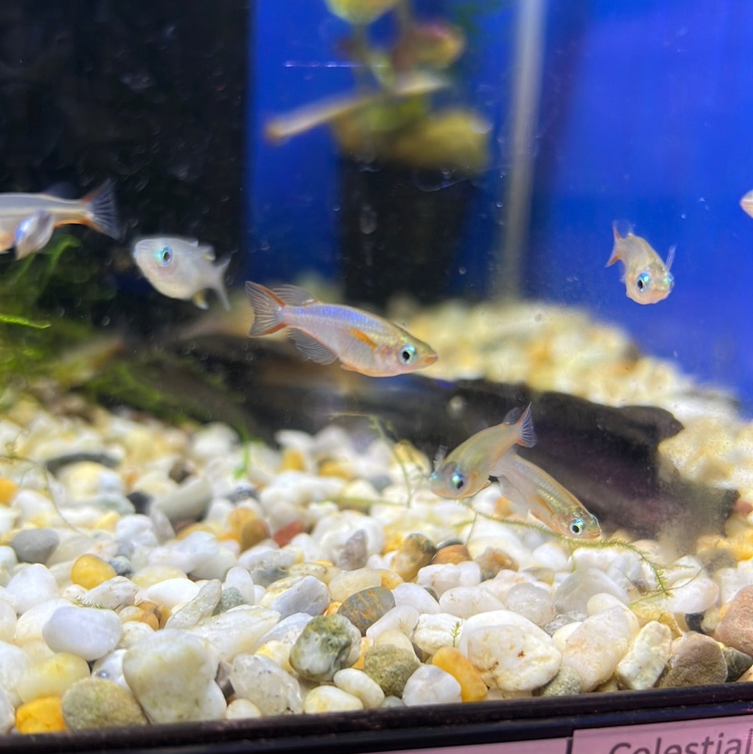 Neon Blue Ricefish (Daisy Ricefish)