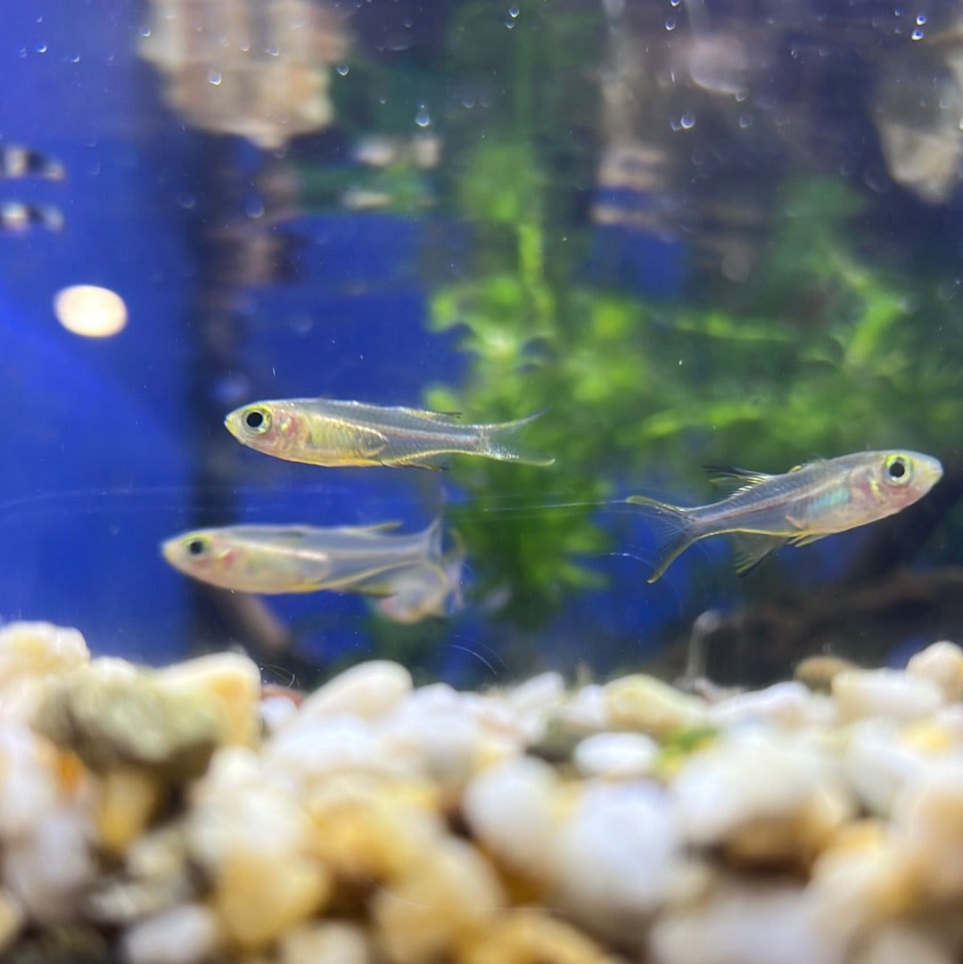 Celebes Rainbow (Marosatherina ladigesi)