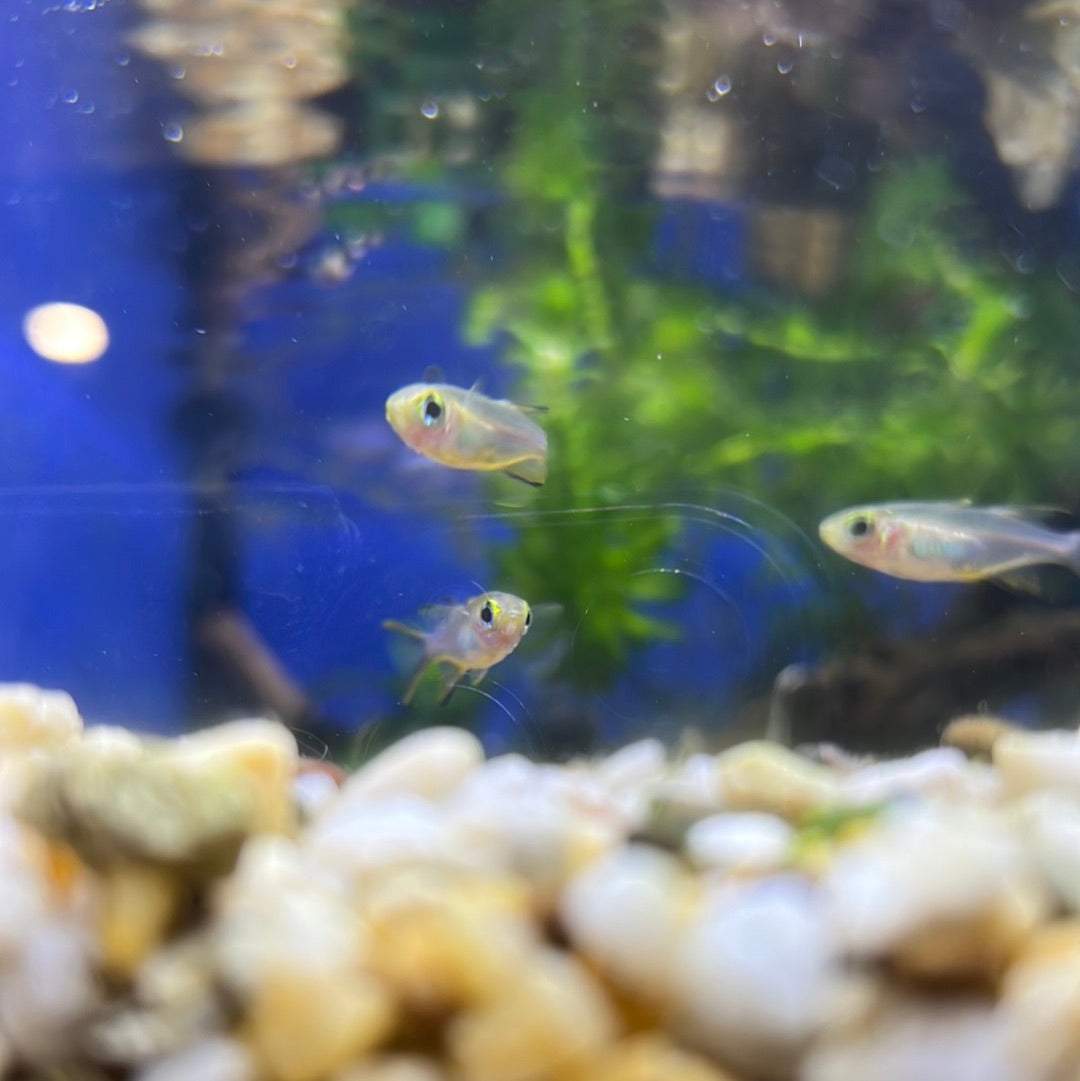 Celebes Rainbow (Marosatherina ladigesi)