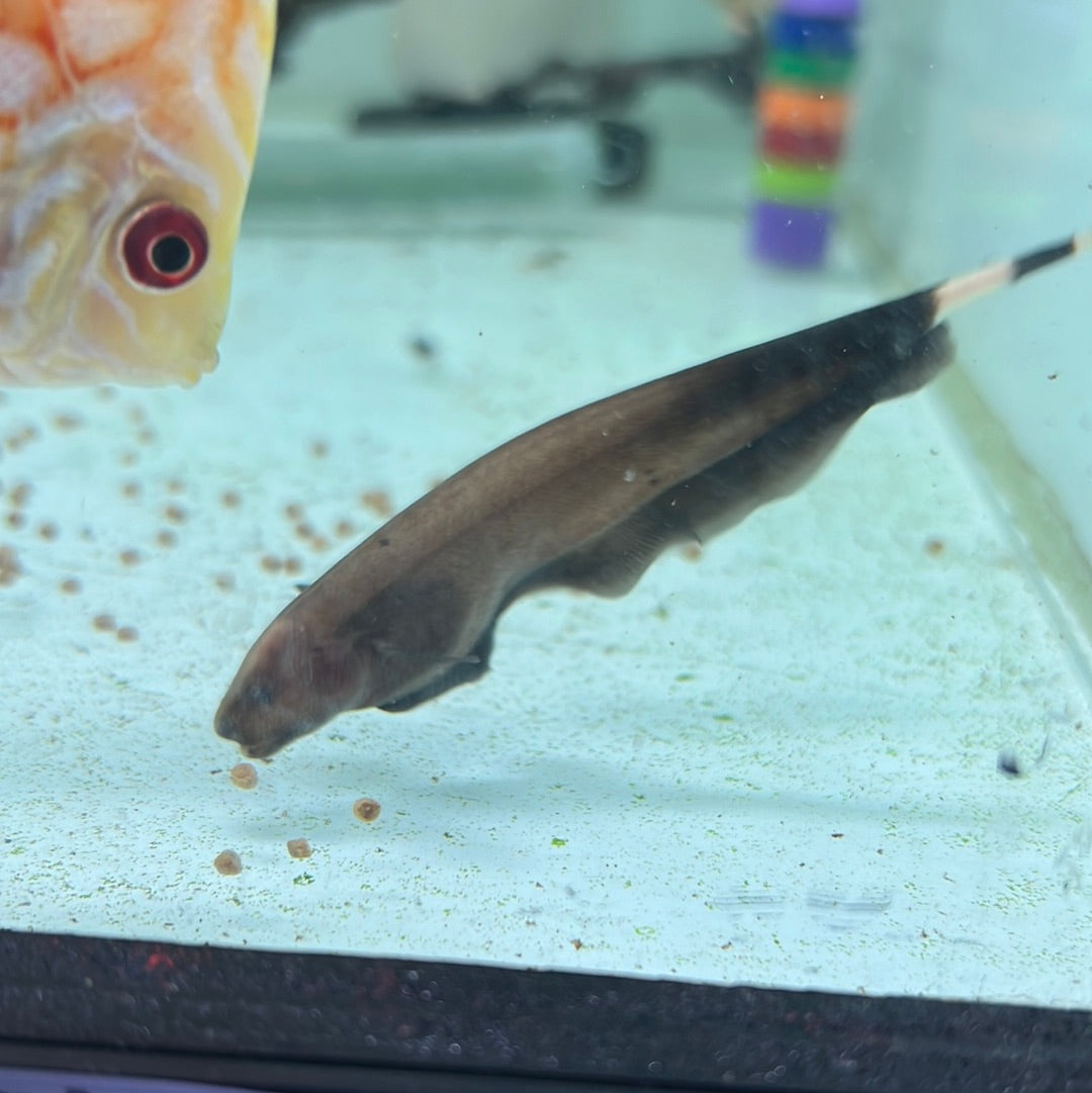 White Ghost Knife (Apteronotus leptorhynchus)