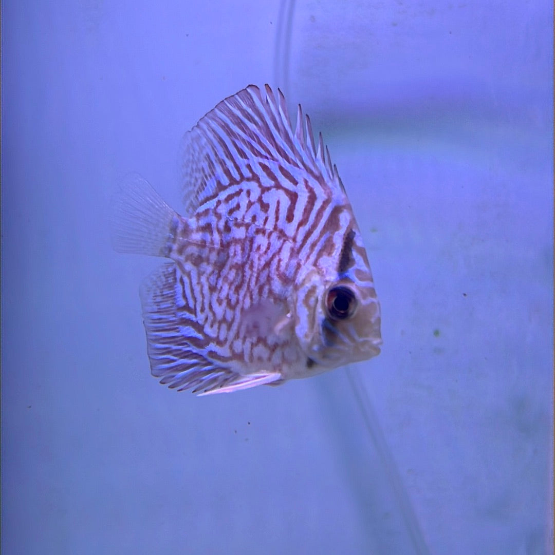 Rainbow Discus (Symphysodon sp.)