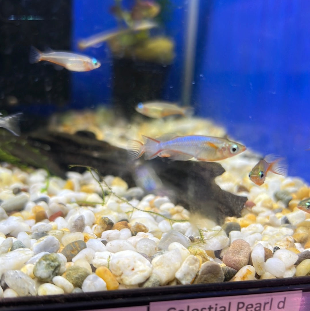 Neon Blue Ricefish (Daisy Ricefish)
