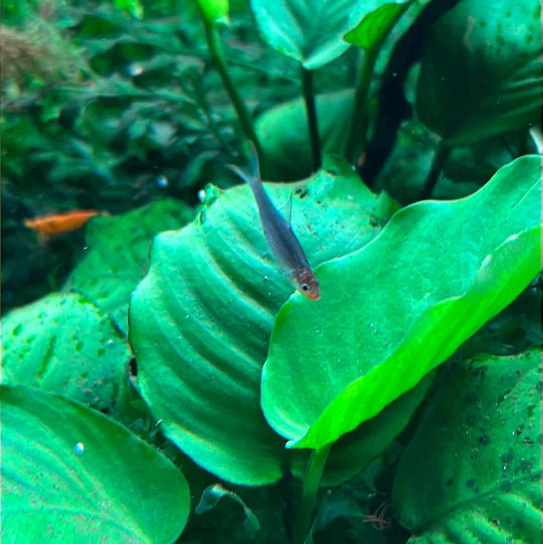 Burmese Rummy Nose Tetra (Sawbwa resplendens )