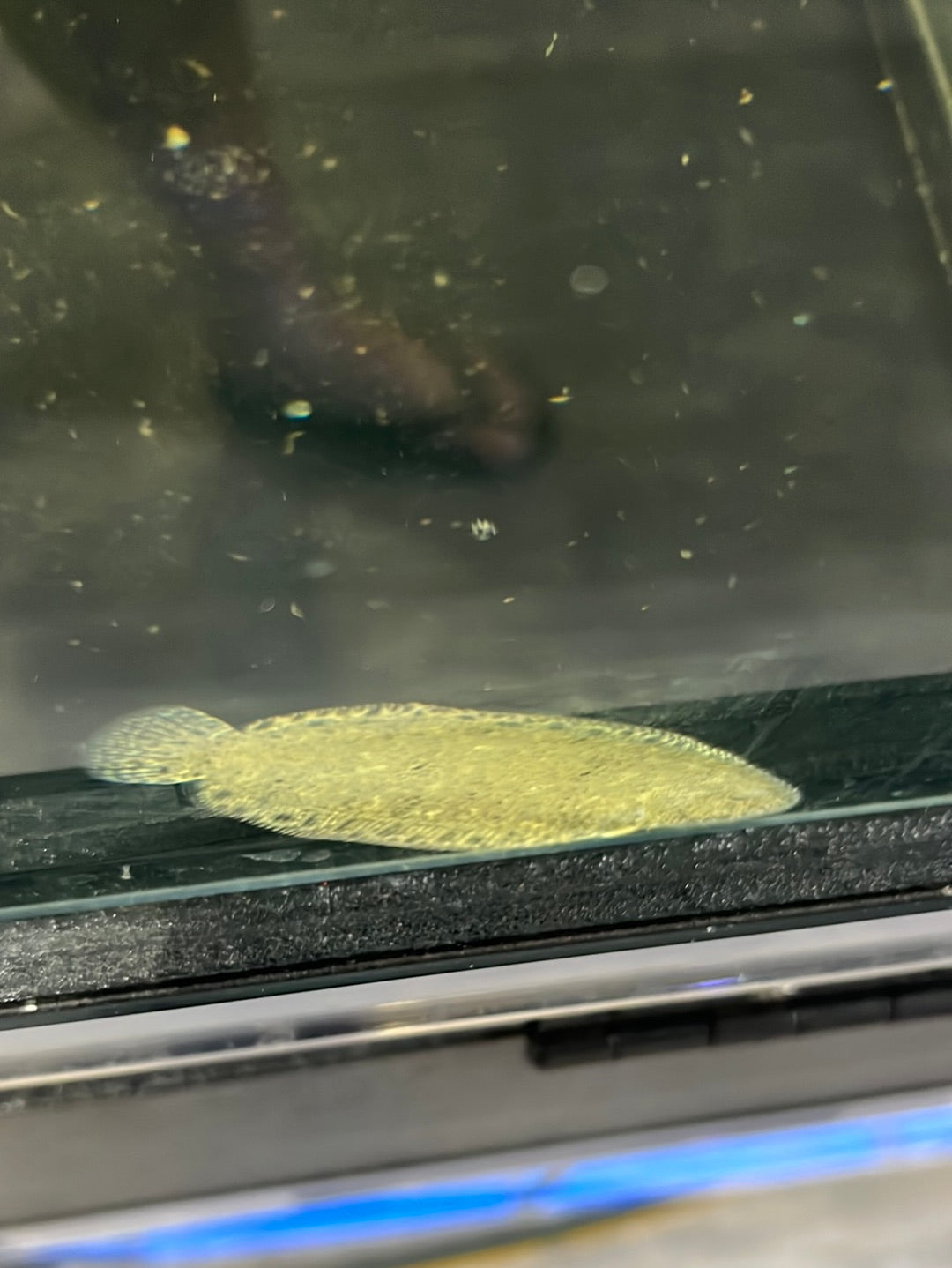 Darwin Freshwater Sole