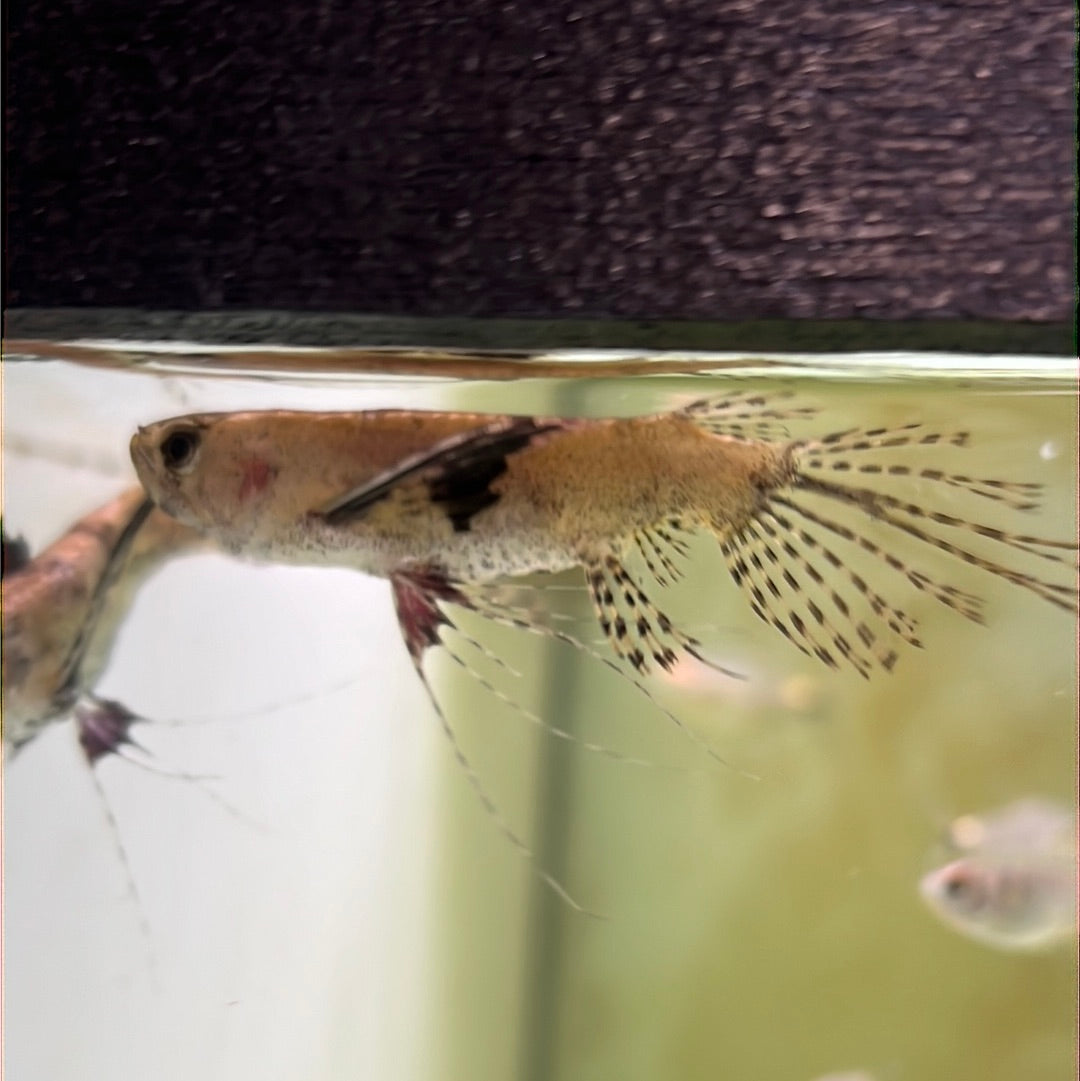 Butterfly Fish (Pantodon buchholzi)