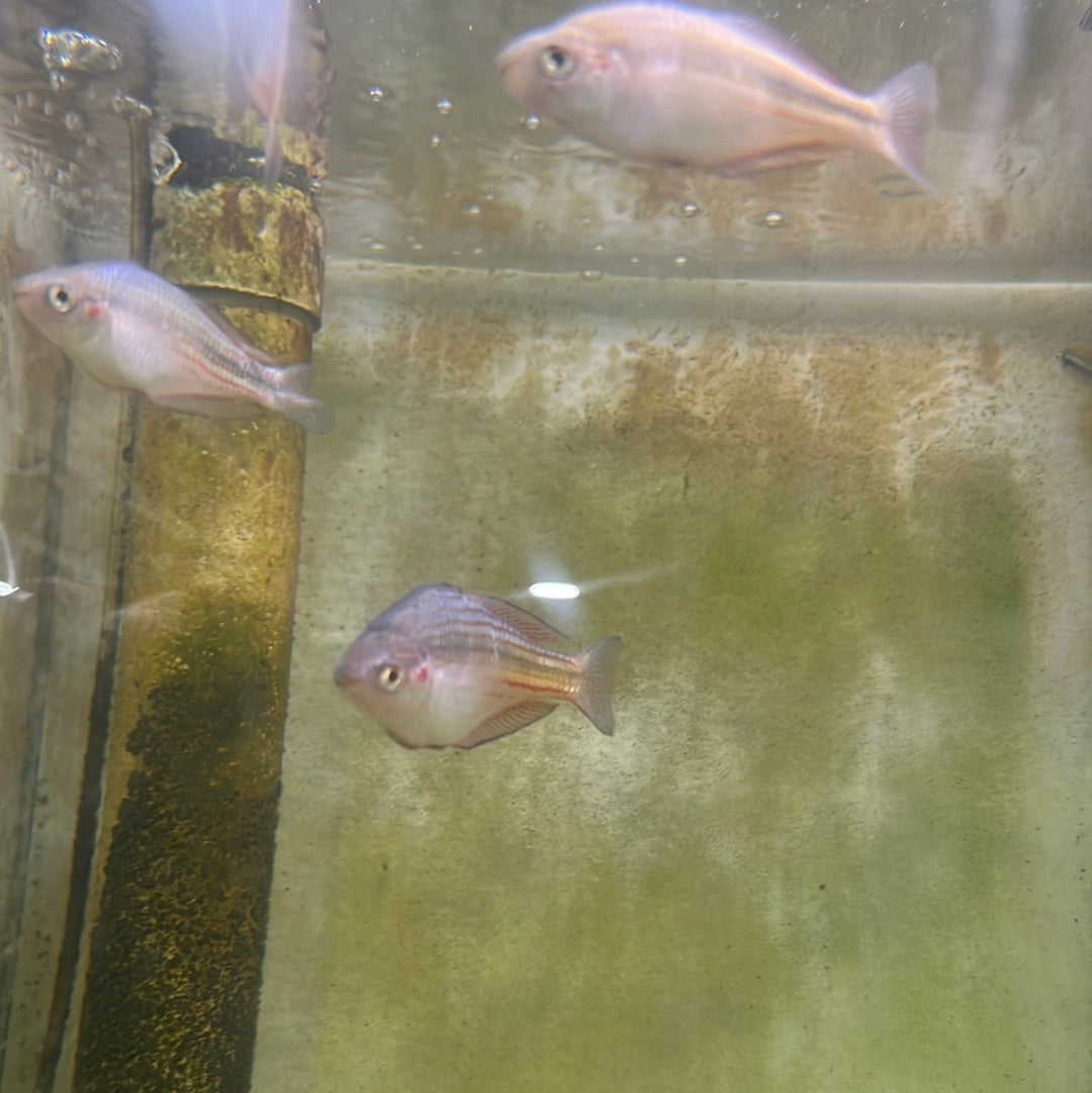 Goyder River Rainbow- Banded rainbow (Melanotaenia trifasciata)