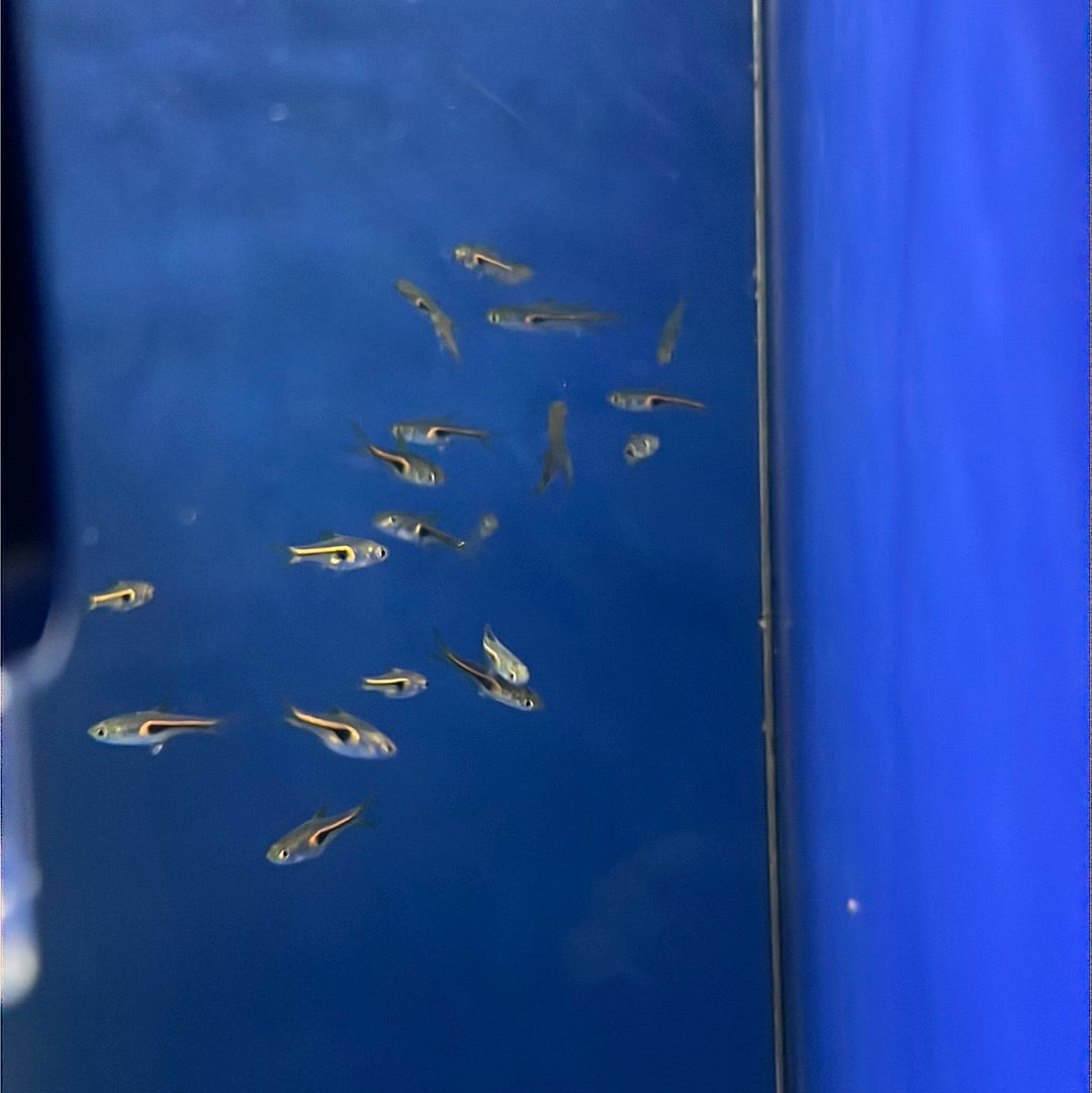 Hengeli Rasbora (Trigonostigma hengeli )