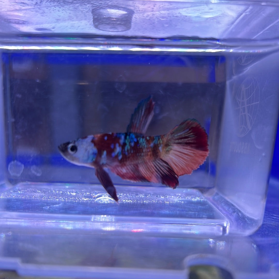 Koi galaxy (Betta splendens)