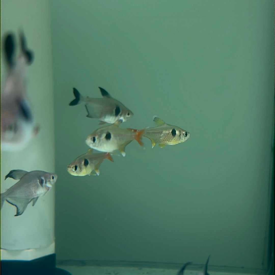 Yellow Phantom Tetra (Hyphessobrycon roseus)