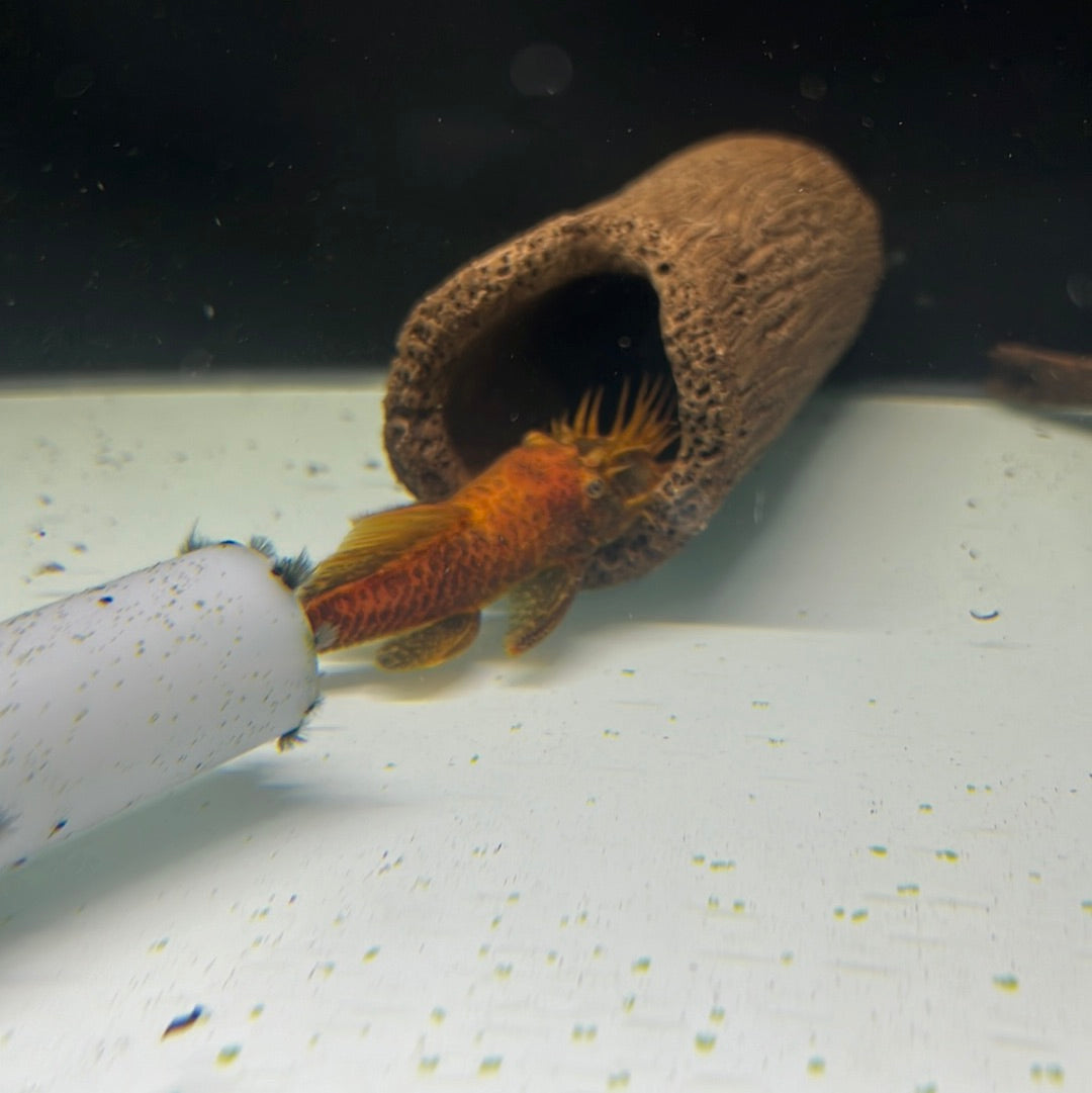 Calico Bristlenose
