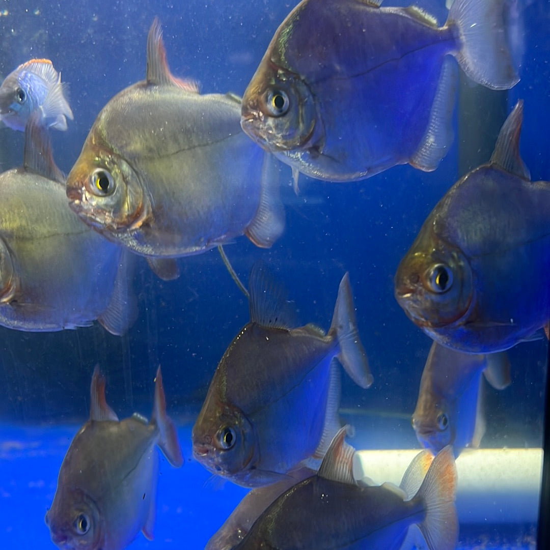 Silver Dollar (Metynnis spp)