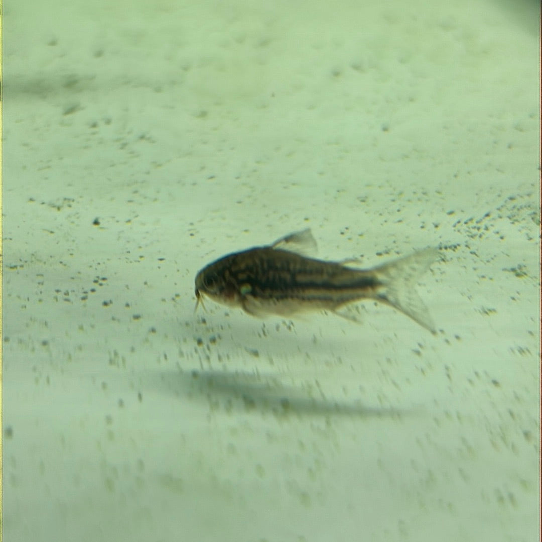 Napoensis Corydoras (Corydoras Napoensis)