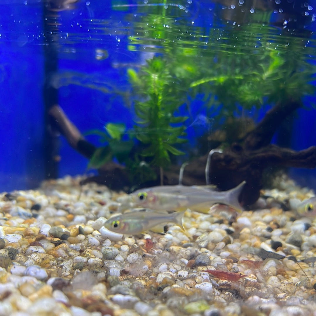 Celebes Rainbow (Marosatherina ladigesi)