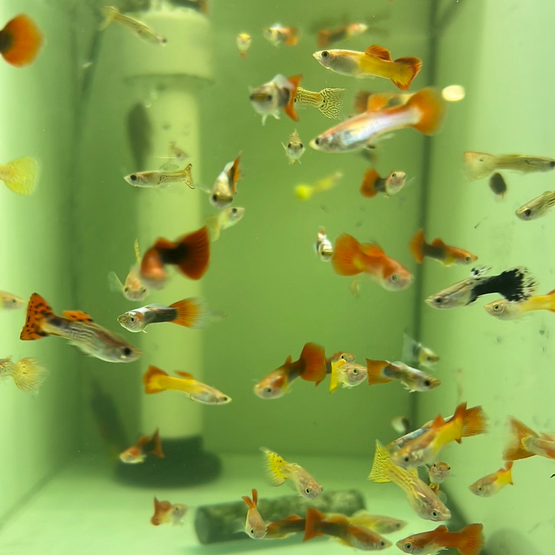 Assorted Guppies (Poecilia reticulata)