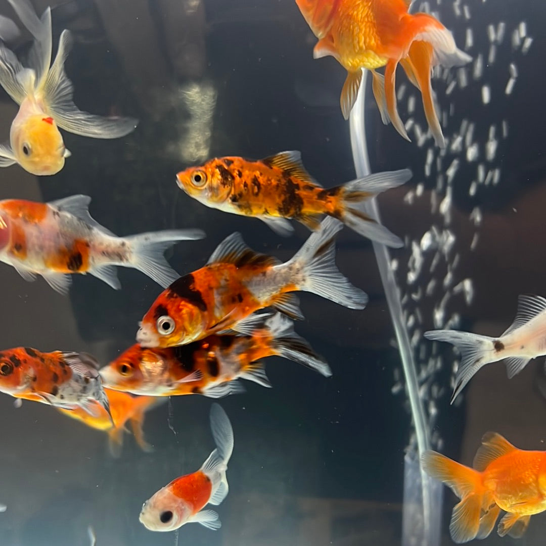 Shubunkin Goldfish (Carassius auratus)