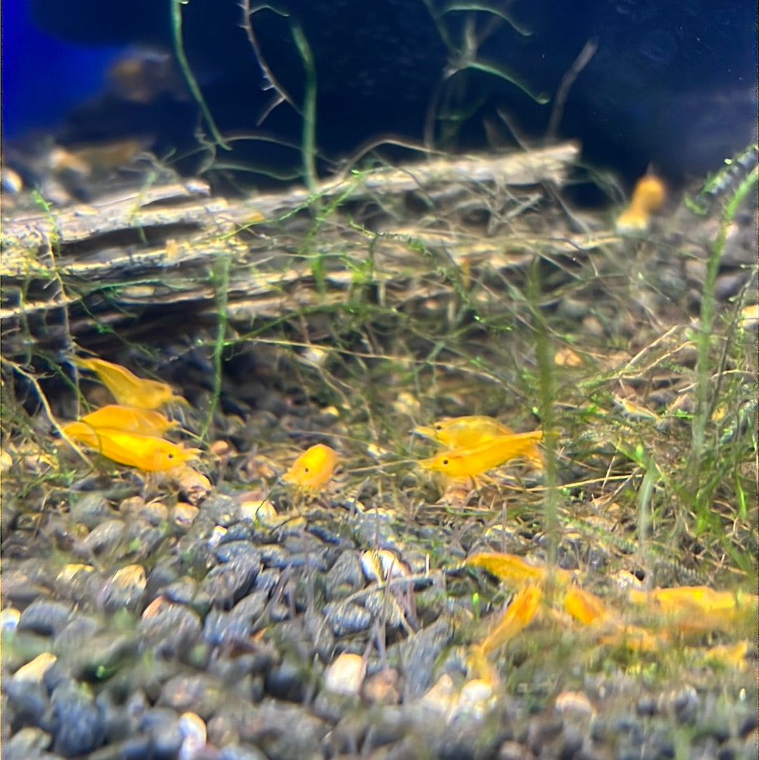 Cherry Shrimp (Neocaridina davidi)
